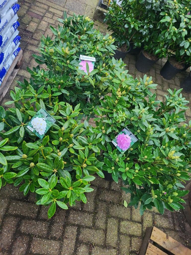 Mooie grote rhododendrons xxl, Ophalen of Verzenden