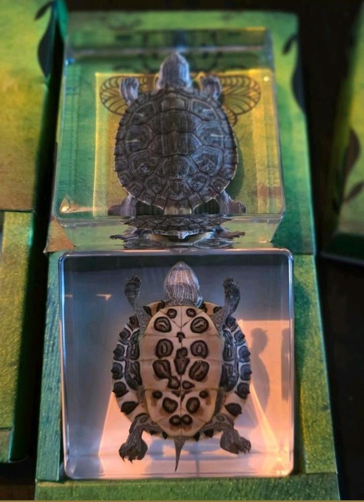 Opgezette schildpadje taxidermie opgezette dieren in hars, Ophalen of Verzenden, Nieuw, Vogel, Opgezet dier