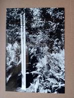 Jan Dekker Serpentino persfoto jaren 80/90, Antiek en Kunst, Ophalen of Verzenden