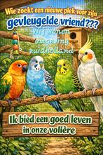 Ben jij je vogel zat ik heb plek, Dieren en Toebehoren, Vogels | Parkieten en Papegaaien, Mannelijk, Parkiet