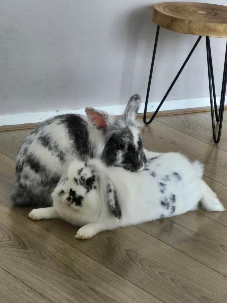2 konijnen(zusjes), Dieren en Toebehoren, Konijnen, Vrouwelijk, Dwerg