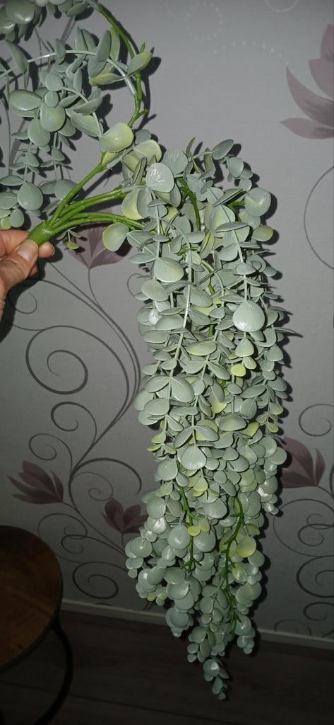 Leuke hangplant, Ophalen of Verzenden