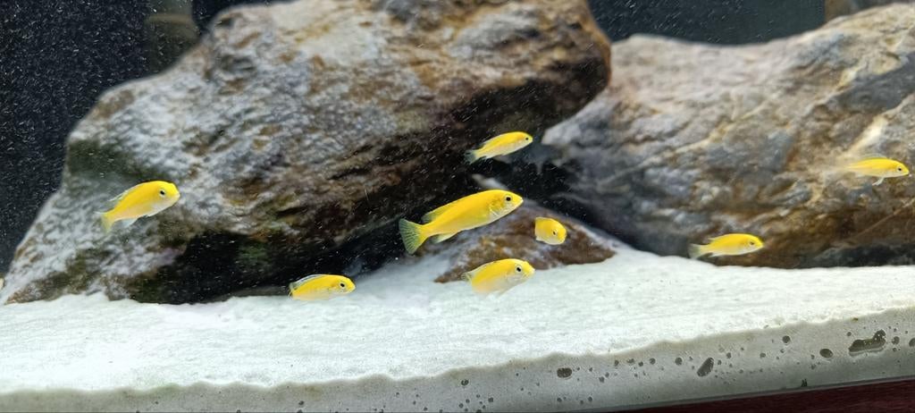 Malawi vissen . 7 jongen Yellow cichliden., Dieren en Toebehoren, Vissen | Aquariumvissen, Vis