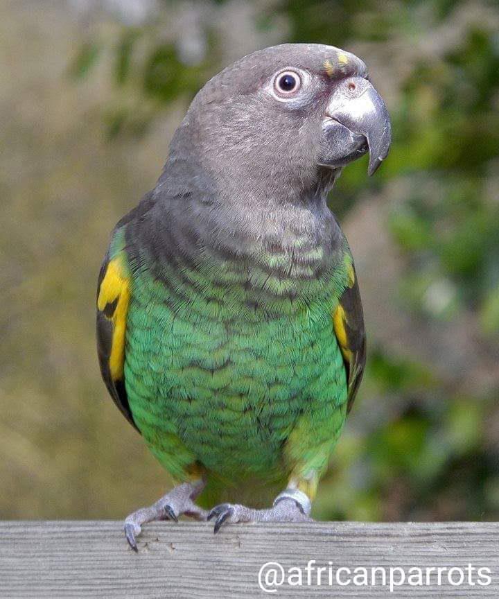 GEZOCHT: Meyer papegaai of Bont Boertje tam en jong, Dieren en Toebehoren, Vogels | Parkieten en Papegaaien, Mannelijk, Dwergpapegaai of Agapornis