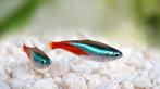 +- 8 Paracheirodon simulans–Valse neon tetra, Vis, Zoetwatervis, Schoolvis