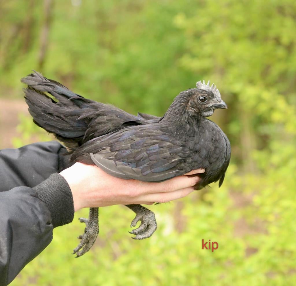 Ayam cemani kip en haan, Meerdere dieren, Kip