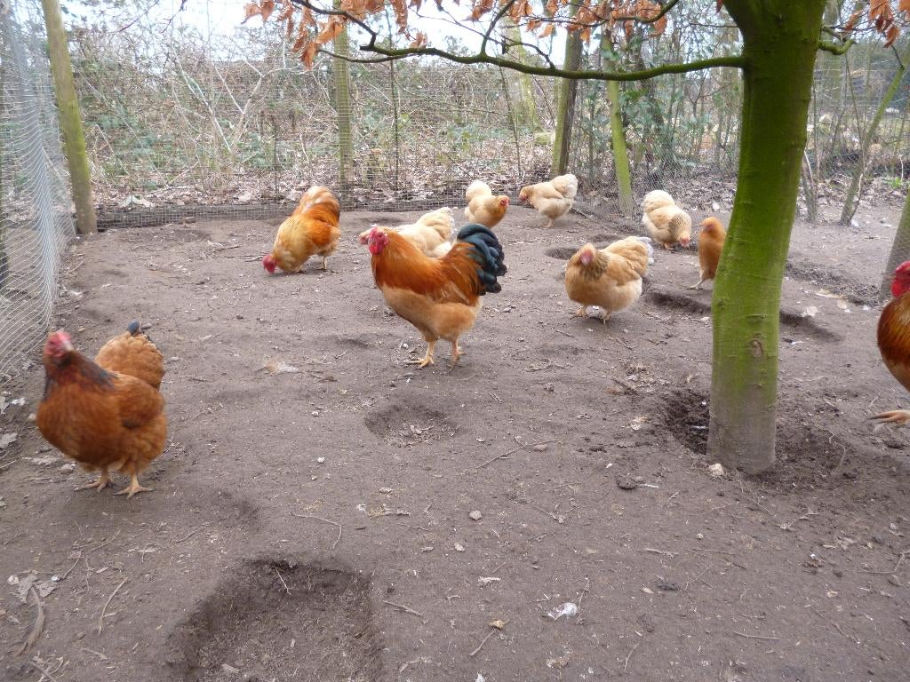 Wyandotte buff columbia kriel broedeieren, Dieren en Toebehoren, Pluimvee, Geslacht onbekend, Kip