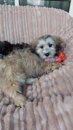 Maltipoo pups  ( lief en aanhankelijk ), Dieren en Toebehoren, Honden | Chihuahua's en Gezelschapshonden, Parvo, Maltezer, Nederland