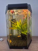 Drie sluierstaarten inclusief aquarium, Vis, Zoetwatervis