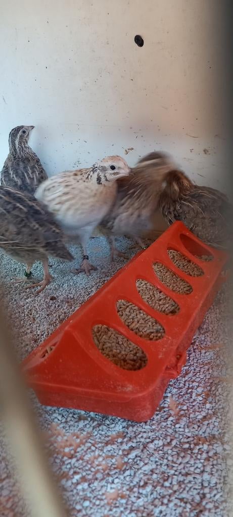 Europese kwartels (eind) 2025, Meerdere dieren, Wildzangvogel, Geringd