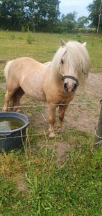 Palomino shetland hengst., Dieren en Toebehoren, Pony's, Hengst, A pony (tot 1.17m), 11 jaar of ouder