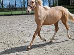 Palomino jaarling merrie, Merrie, 0 tot 2 jaar