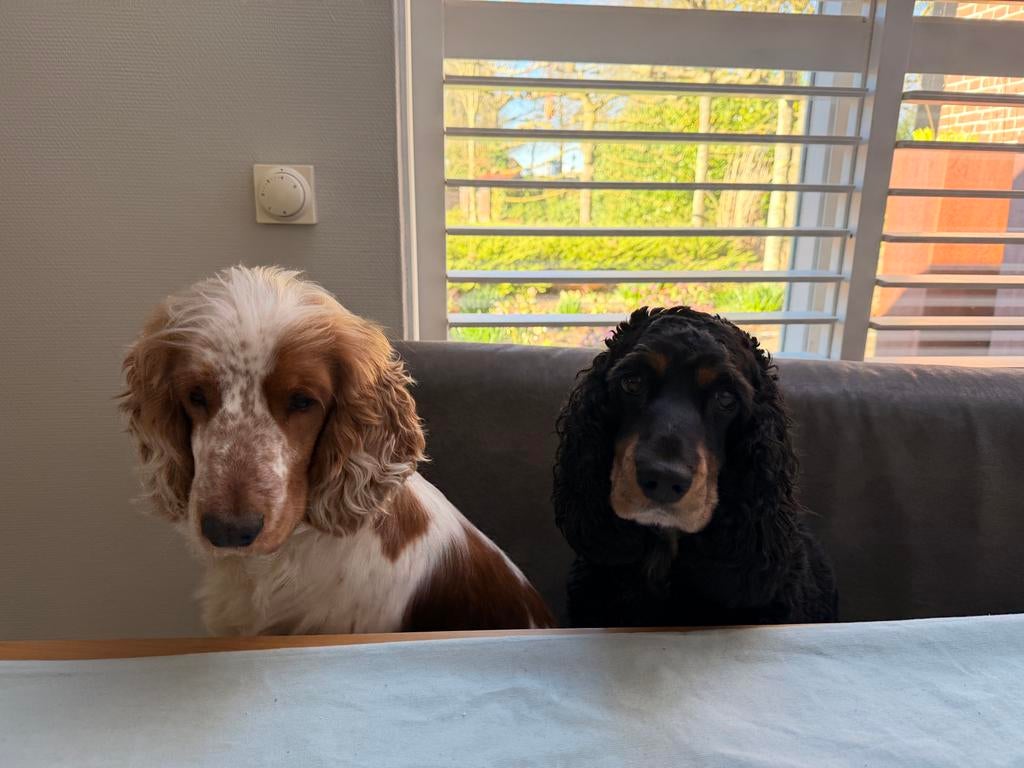 Oppas gezocht voor 2 lieve cocker spaniels, Pension of Dagopvang
