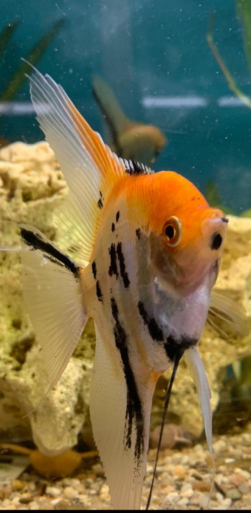 Maanvissen Koi super A grade eigen kweek!, Dieren en Toebehoren, Vis, Zoetwatervis, Schoolvis