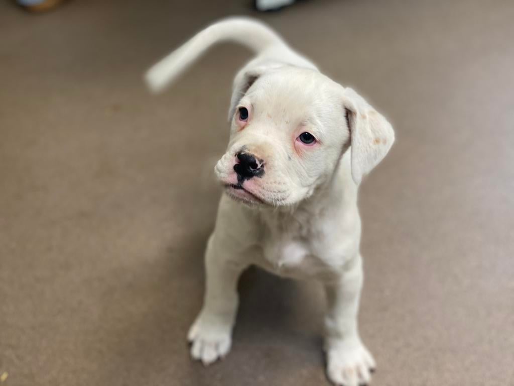 Boxer puppy zoekt goed huisje, Reu, 8 tot 15 weken, Eén hond, Nederland