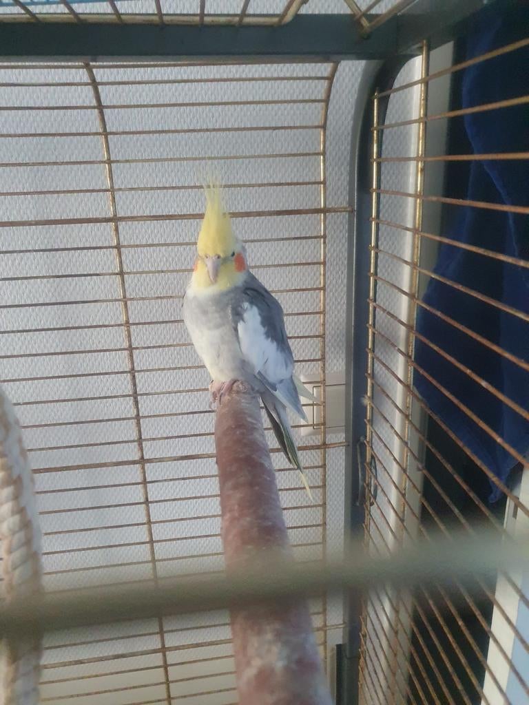 Twee valkparkiet man en vrouw met Kooi erbij, Dieren en Toebehoren, Meerdere dieren, Parkiet, Tam