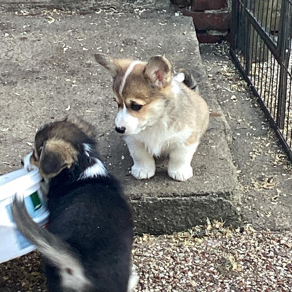 Enkele Welsh Corgi Pembrokepups met Stamboom, Dieren en Toebehoren, Honden | Herdershonden en Veedrijvers, Parvo, Reu, 8 tot 15 weken