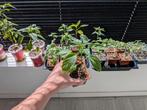 Zeldzame peperplantjes uit eigen kweek, Ophalen, Groenteplanten, Volle zon