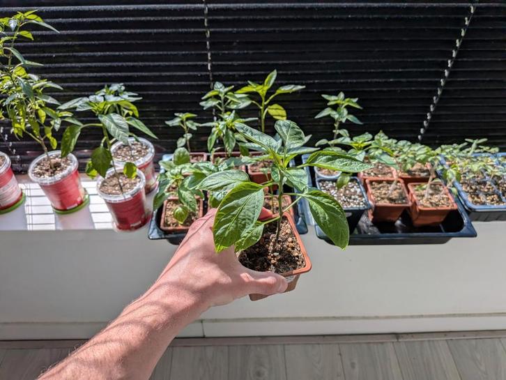 Zeldzame peperplantjes uit eigen kweek, Tuin en Terras, Planten | Tuinplanten, Groenteplanten, Volle zon, Ophalen