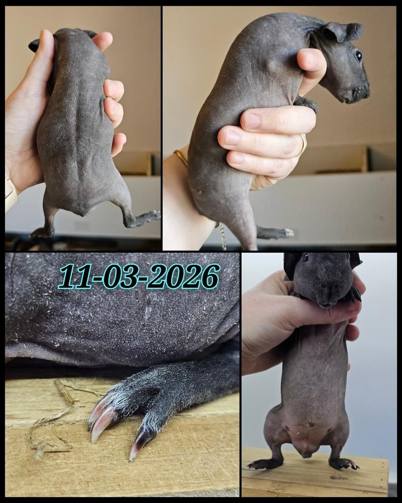 Slate(?) skinny beertje, Mannelijk, Tam, Maart, Cavia