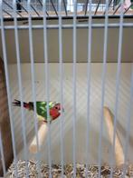 bonte papegaaiamadine man