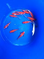 Sarasa 15-18 cm desgewenst bezorgd aan huis, Goudvis(sen)