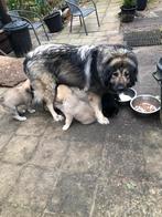 Puppies van Kaukasische en Anatolische herder, Parvo, 8 tot 15 weken, Meerdere, Meerdere dieren
