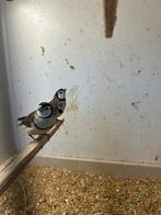 Koppel bichenow astrilde, Meerdere dieren, Geringd