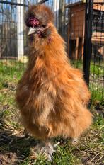 Zijdehoen, Dieren en Toebehoren, Pluimvee, Mannelijk, Kip