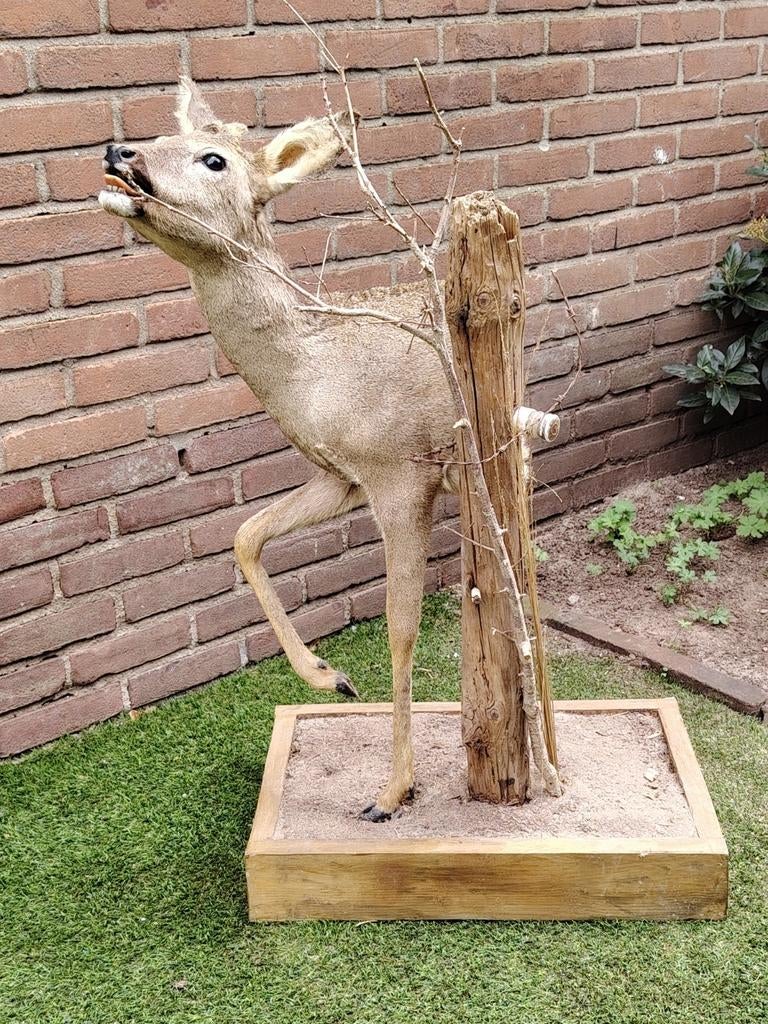 Opgezette ree knopbokje taxidermy, Ophalen of Verzenden, Hert, Opgezet dier