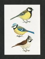 Vogels Koolmees Pimpelmees Kuifmees., Ophalen of Verzenden, 1980 tot heden, Ongelopen, Vogel