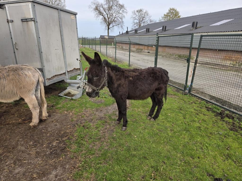 2 ezel ruinen, Dieren en Toebehoren, Overige Dieren, April, Mannelijk