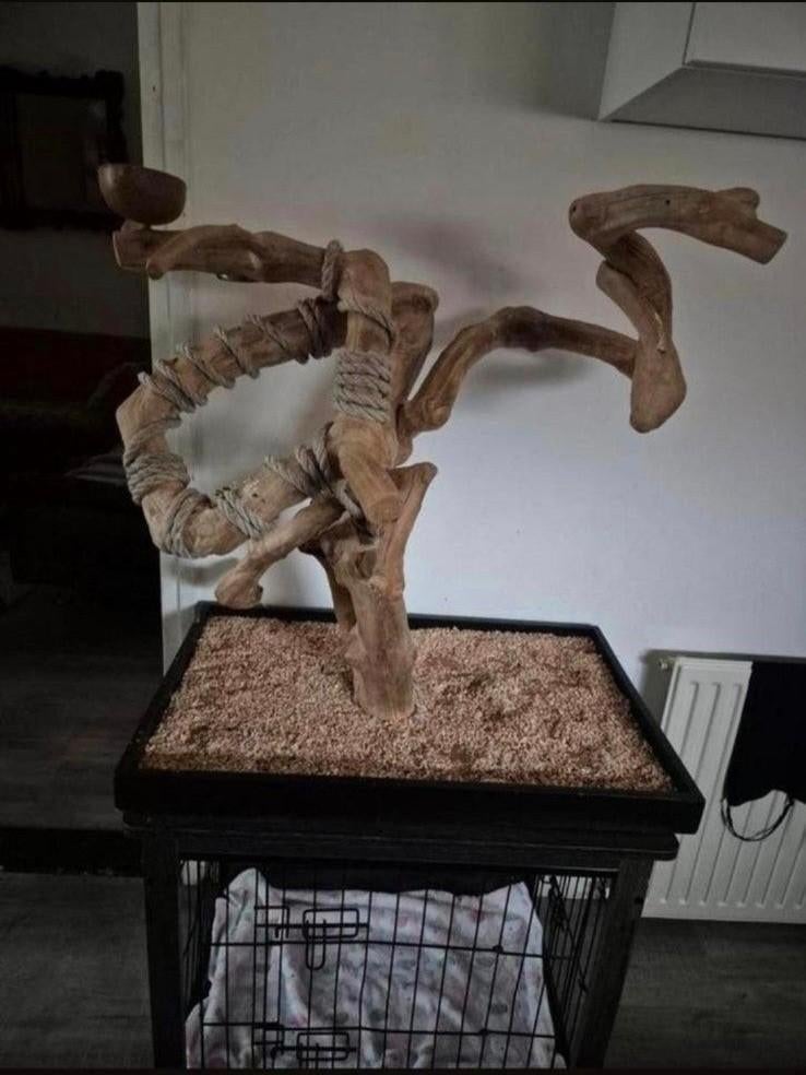 Javaboom voor papagaaien, Ophalen