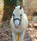 Prachtige welshpony’s aangeboden, Dieren en Toebehoren, Pony's, Ruin, B pony (1.17m tot 1.27m), Met stamboom, 3 tot 6 jaar