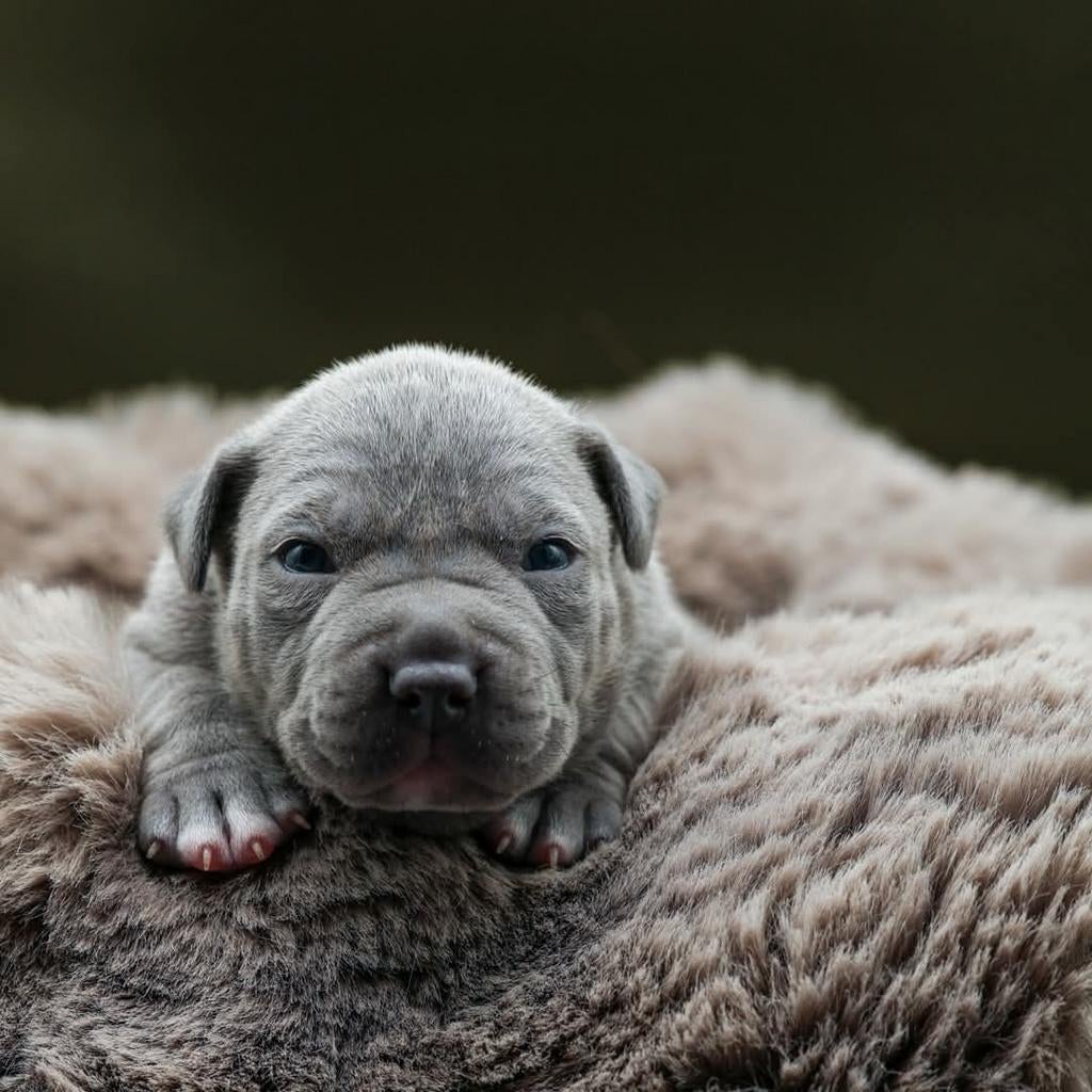American Bully XL, Dieren en Toebehoren, Parvo, Overige rassen, 8 tot 15 weken, Meerdere