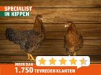 Bielefelder groot | Kippen | Passend advies, Meerdere dieren, Kip