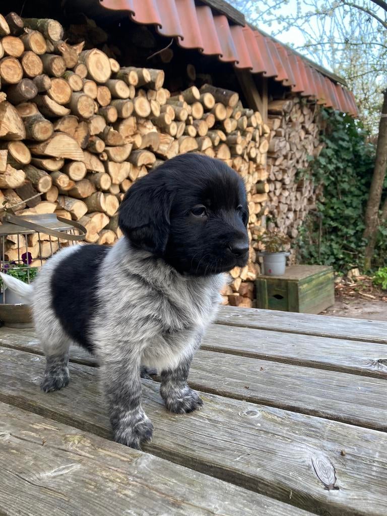 Prachtige Friese Stabij pups, Dieren en Toebehoren, Overige rassen, 8 tot 15 weken, Parvo, Meerdere