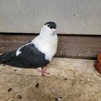 2 gezonde koppel afgaans helmduiven, Dieren en Toebehoren, Meerdere dieren, Overige soorten