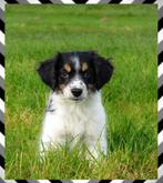 Prachtige border-stabij x kooiker pups mogen verhuizen, Overige rassen, 8 tot 15 weken, CDV (hondenziekte), Meerdere