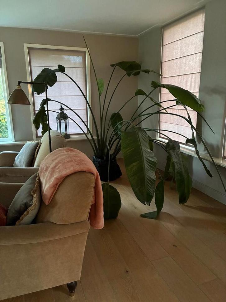 Grote Strelitzia - Prachtige Kamerplant, Huis en Inrichting, Kamerplanten, Overige soorten, 200 cm of meer, Groene kamerplant
