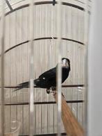 Sipa broed twatwa, Dieren en Toebehoren, Vogels | Overige Vogels, Tropenvogel