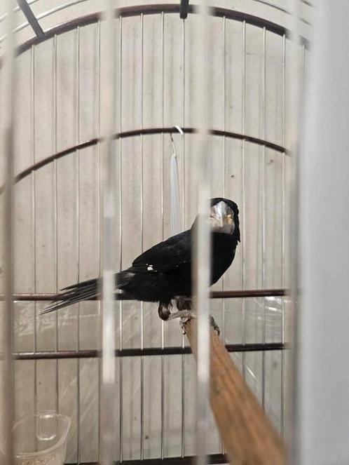 Sipa broed twatwa, Dieren en Toebehoren, Vogels | Overige Vogels, Tropenvogel