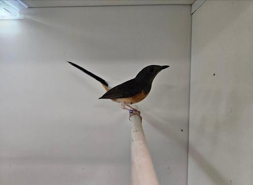 1-1 schama lijsters, Dieren en Toebehoren, Vogels | Overige Vogels, Tropenvogel, Meerdere dieren, Geringd