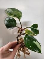 Philodendron White Knight, Ophalen of Verzenden, Halfschaduw, Minder dan 100 cm