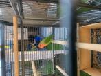 Agapornis, Dieren en Toebehoren, Mannelijk, Dwergpapegaai of Agapornis