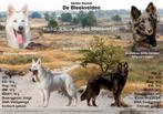 Nestaankondiging outcross zwitserse witte herder, 8 tot 15 weken, CDV (hondenziekte), Meerdere, Meerdere dieren