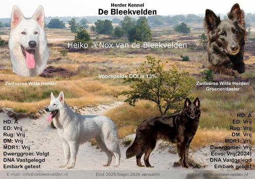 Nestaankondiging outcross zwitserse witte herder, Dieren en Toebehoren, Honden | Herdershonden en Veedrijvers, Meerdere dieren