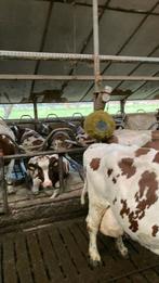 Te koop Koeborstel, Ophalen of Verzenden