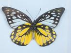 vlinder Prioneris Thestylis, Verzamelen, Dierenverzamelingen, Ophalen of Verzenden, Nieuw, Overige soorten, Opgezet dier