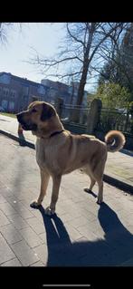 Turkse herder. Wij zoeken naar een nieuw baas, Reu, CDV (hondenziekte), Eén hond, 3 tot 5 jaar